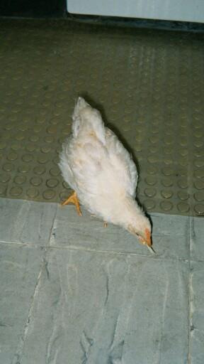 mediumc003.JPG 16.8K