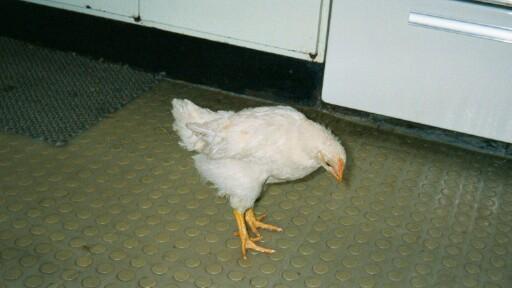 mediumc004.JPG 17.1K