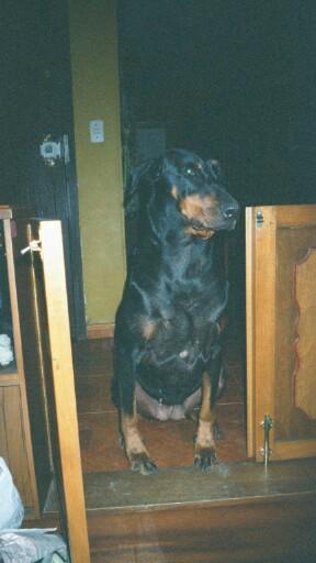 mediumd007.JPG 18.7K